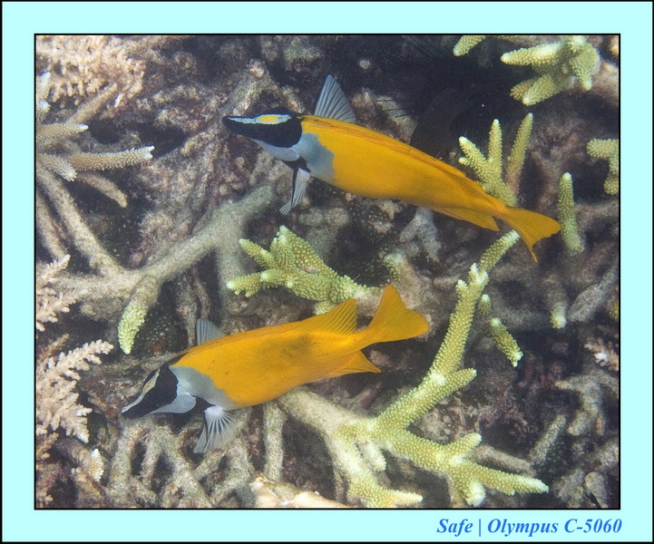 2006 - 07 - Tioman - Plongee monkey bay 08